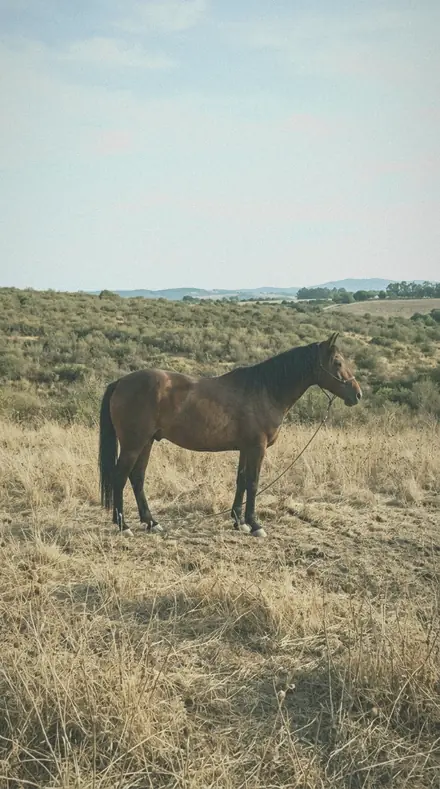 Graded with Nature and Night: The horse in late sun, coat held