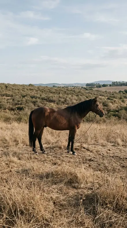 Ungraded version of the same scene